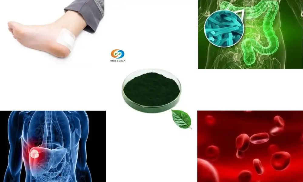 What is the main use of chlorophyll?